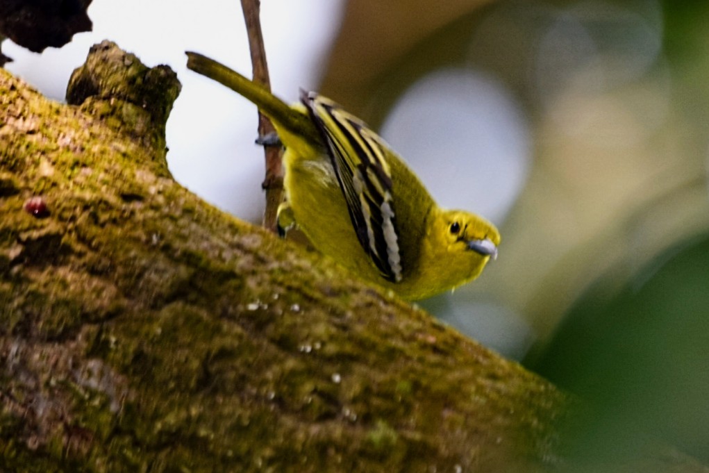 Common Iora - ML616618789