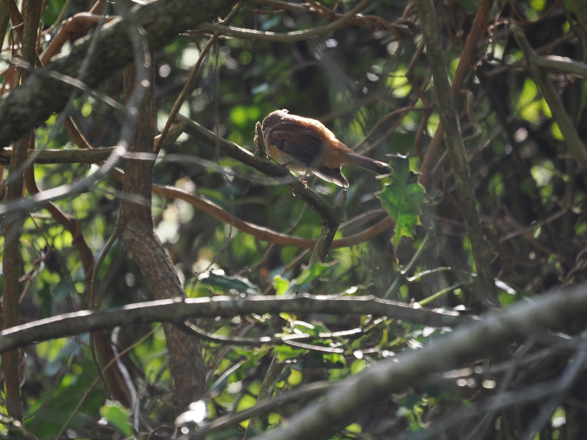 Australian Rufous Fantail - ML616618796