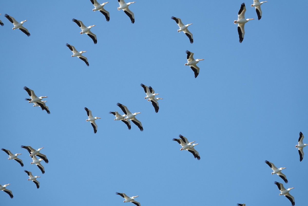 American White Pelican - ML616618801