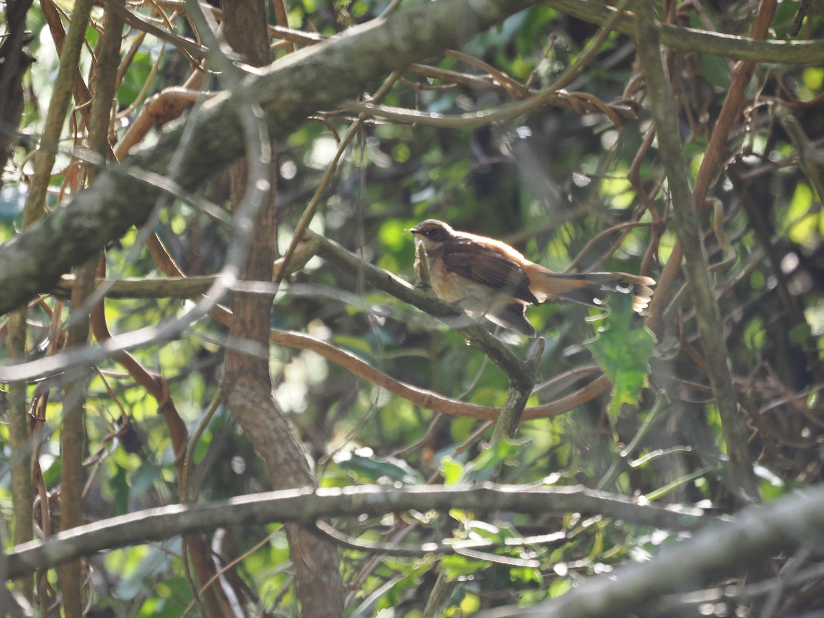 Australian Rufous Fantail - ML616618802