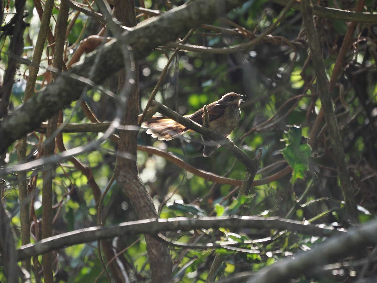 Australian Rufous Fantail - ML616618803