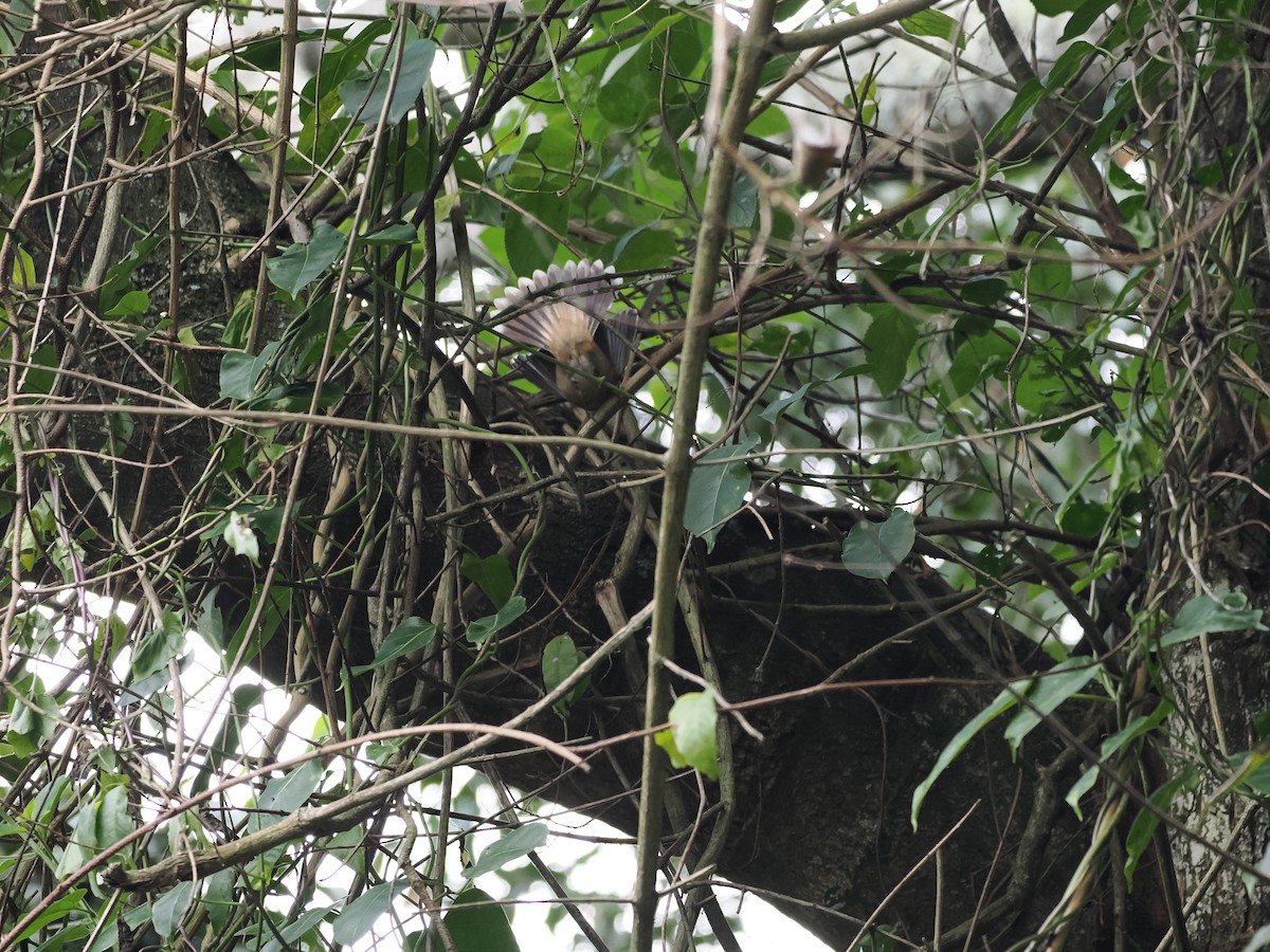 Australian Rufous Fantail - ML616618807