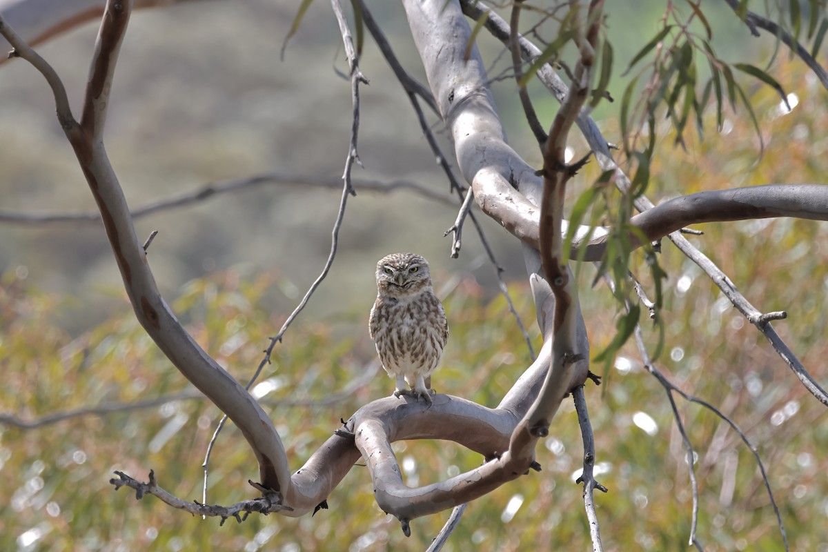 Little Owl - ML616618814