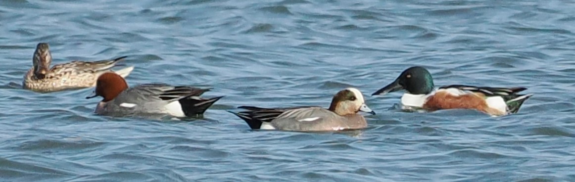 American Wigeon - ML616618838