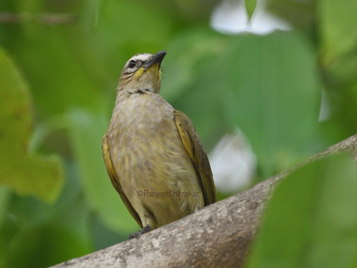 White-browed Bulbul - ML616618850