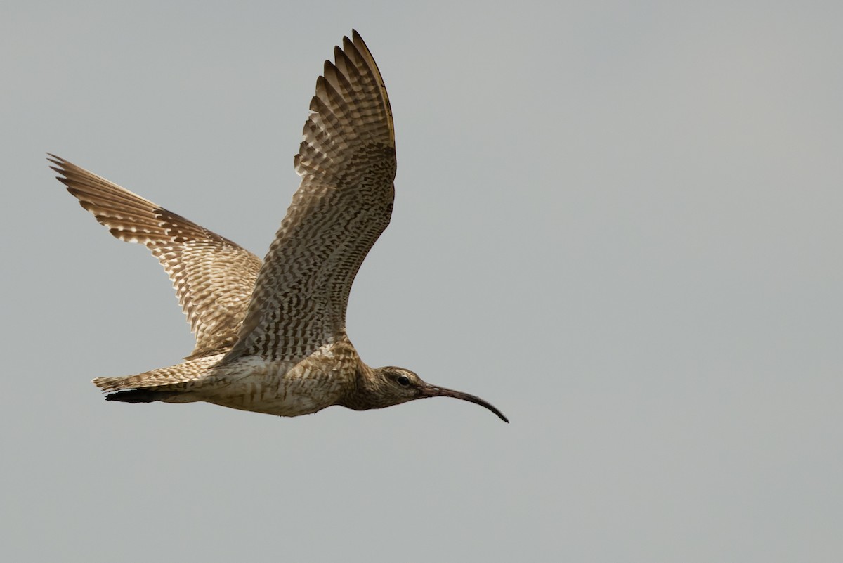 Whimbrel (Siberian) - Joachim Bertrands