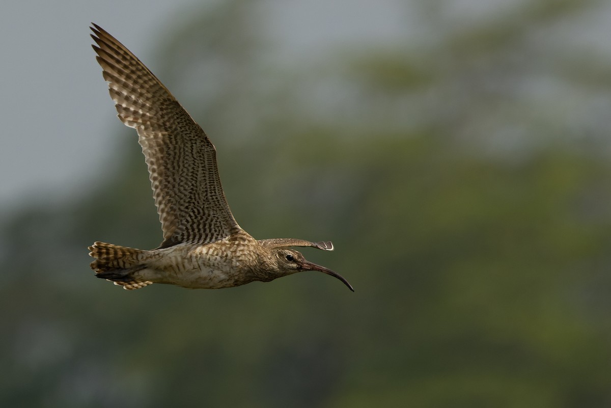 Whimbrel (Siberian) - Joachim Bertrands