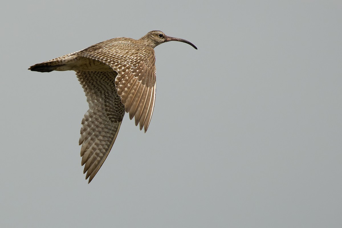 Whimbrel (Siberian) - Joachim Bertrands