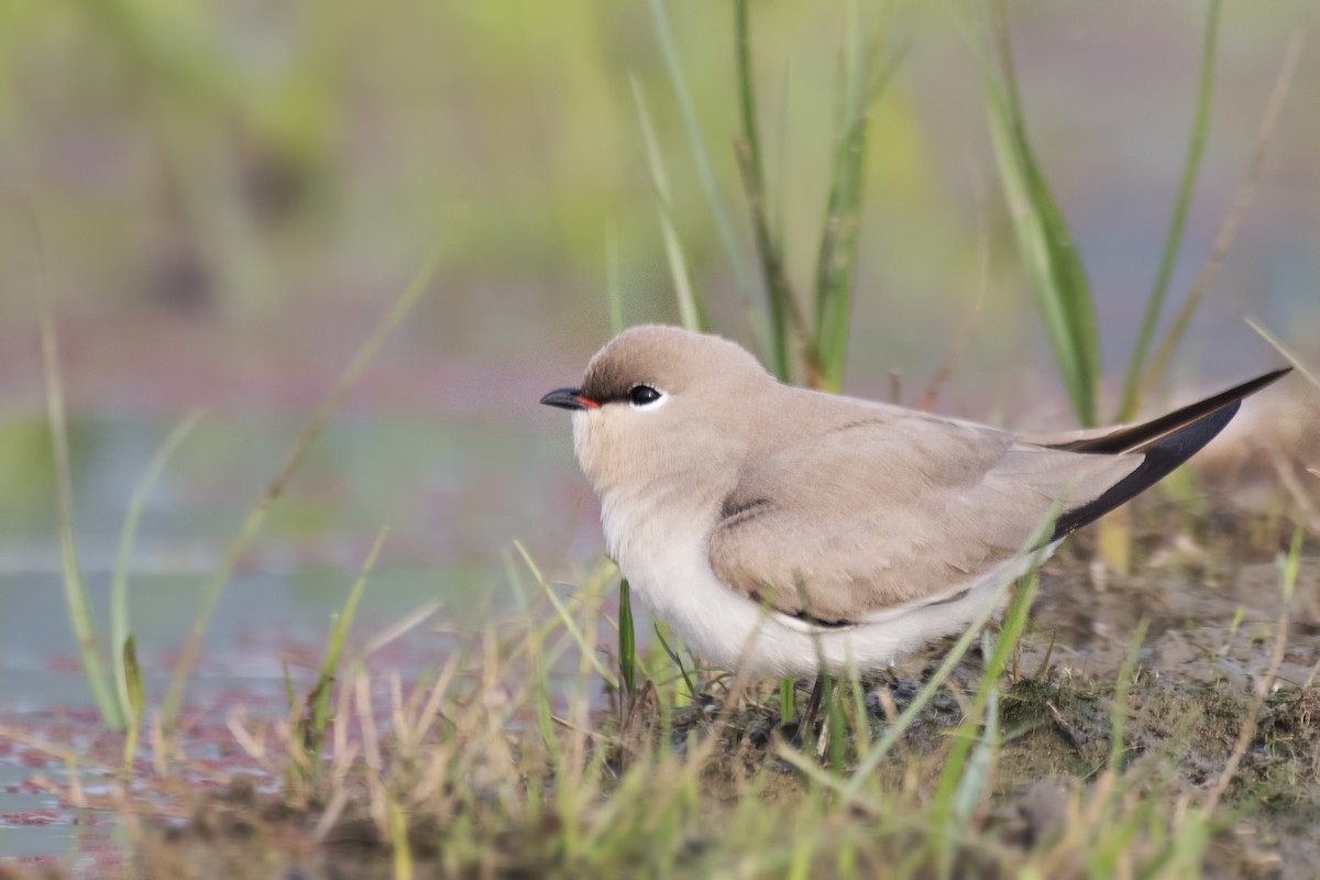 Small Pratincole - ML616618965