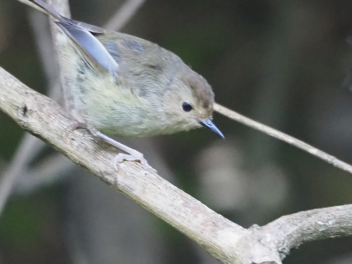 Large-billed Scrubwren - ML616618966