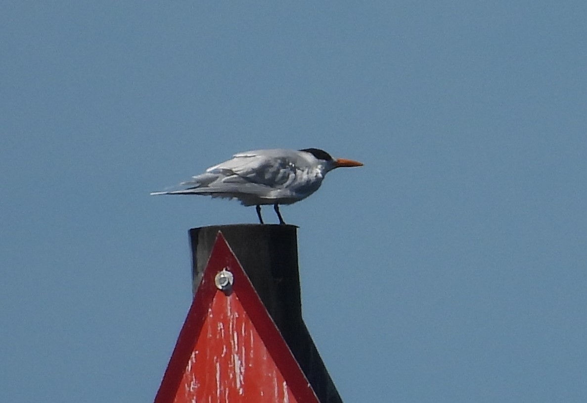 Royal Tern - ML616618981