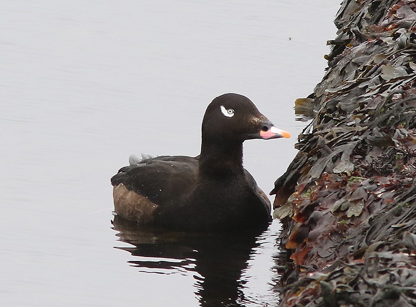 White-winged Scoter - ML616619001