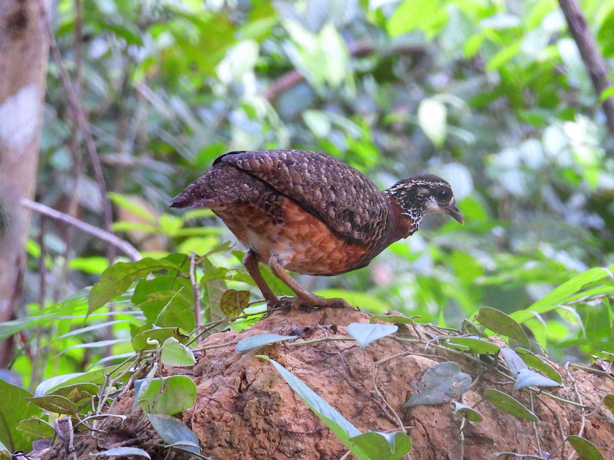 Sabah Partridge - ML616619009