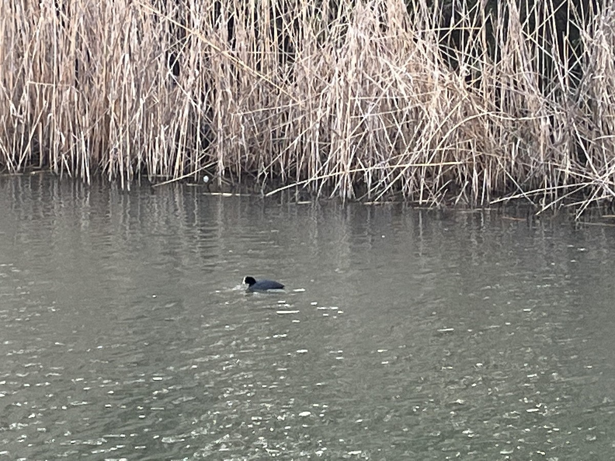 Eurasian Coot - Yuanqing Liu