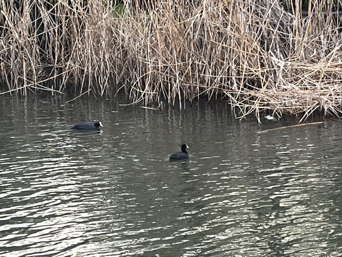 Eurasian Coot - ML616619025