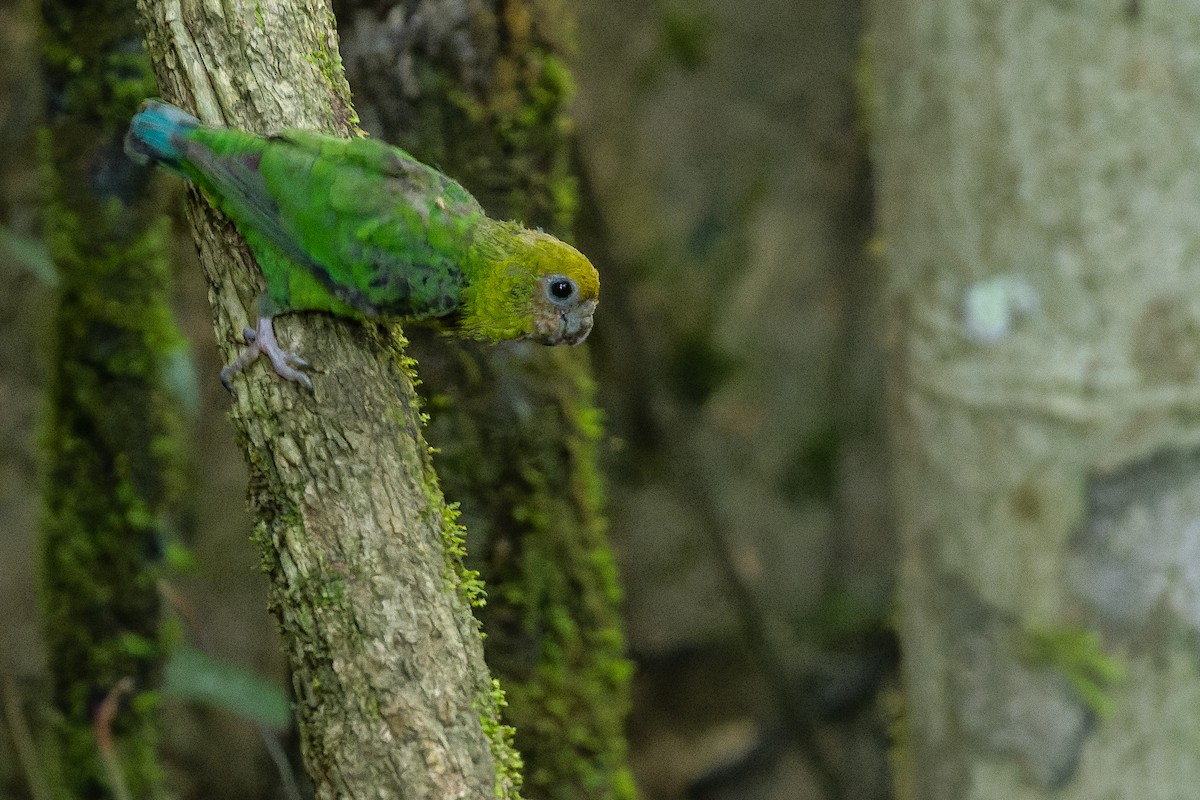 Yellow-capped Pygmy-Parrot - Joachim Bertrands | Ornis Birding Expeditions