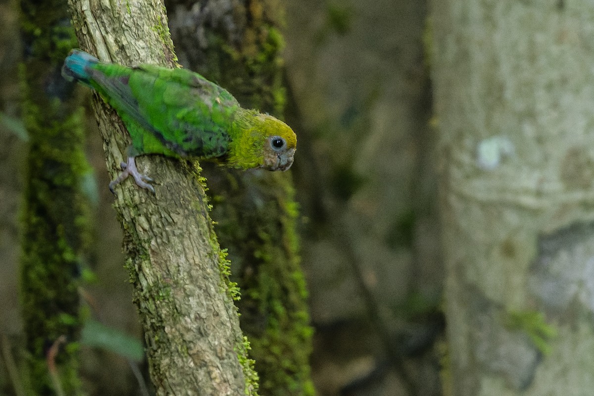 Yellow-capped Pygmy-Parrot - ML616619027