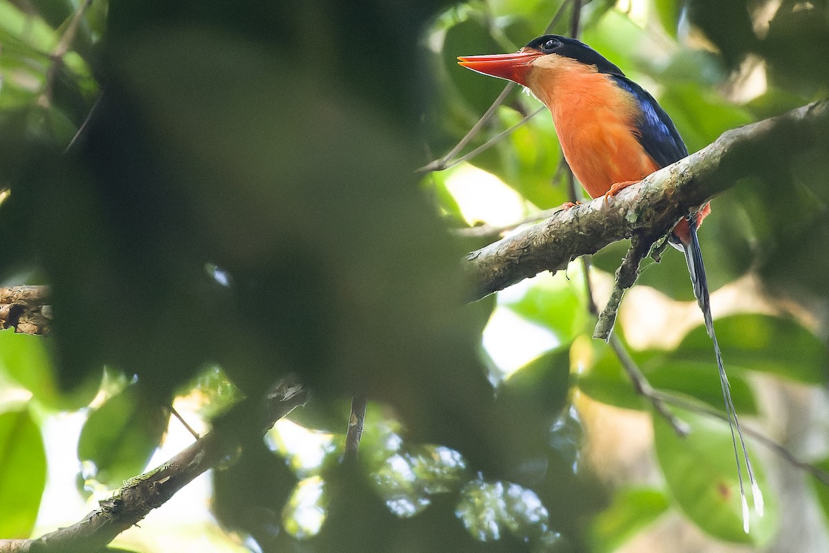 Red-breasted Paradise-Kingfisher - ML616619035
