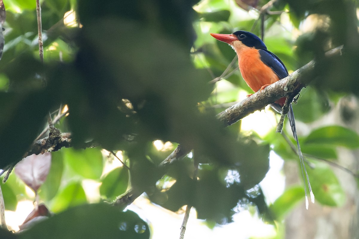 Red-breasted Paradise-Kingfisher - Joachim Bertrands | Ornis Birding Expeditions