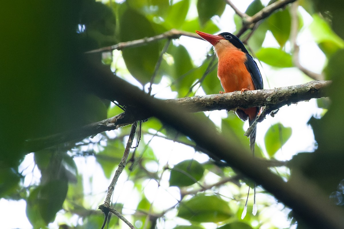 Red-breasted Paradise-Kingfisher - ML616619038