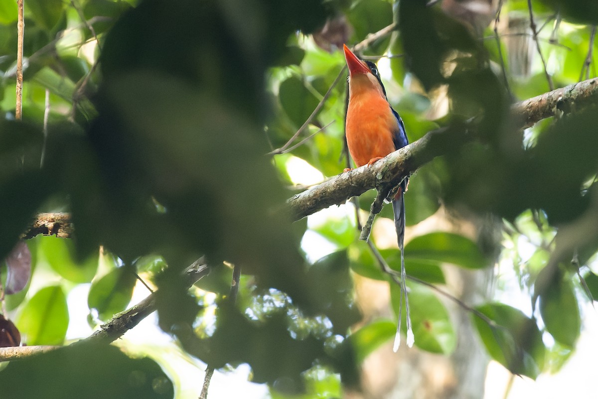 Red-breasted Paradise-Kingfisher - Joachim Bertrands