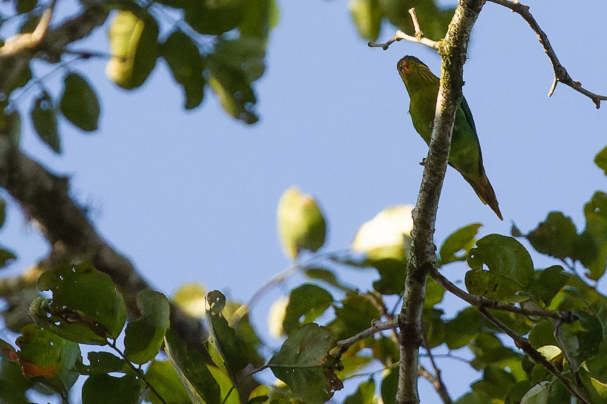 Red-flanked Lorikeet - Joachim Bertrands