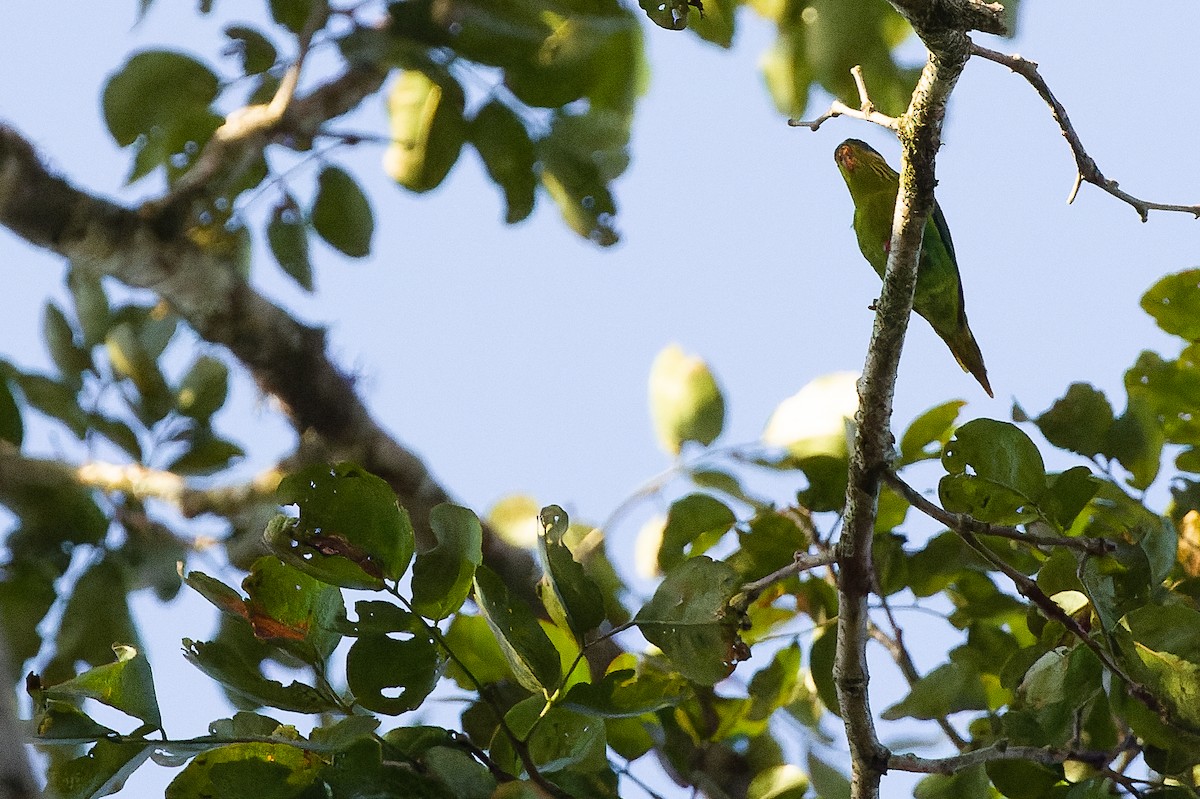 Red-flanked Lorikeet - ML616619051