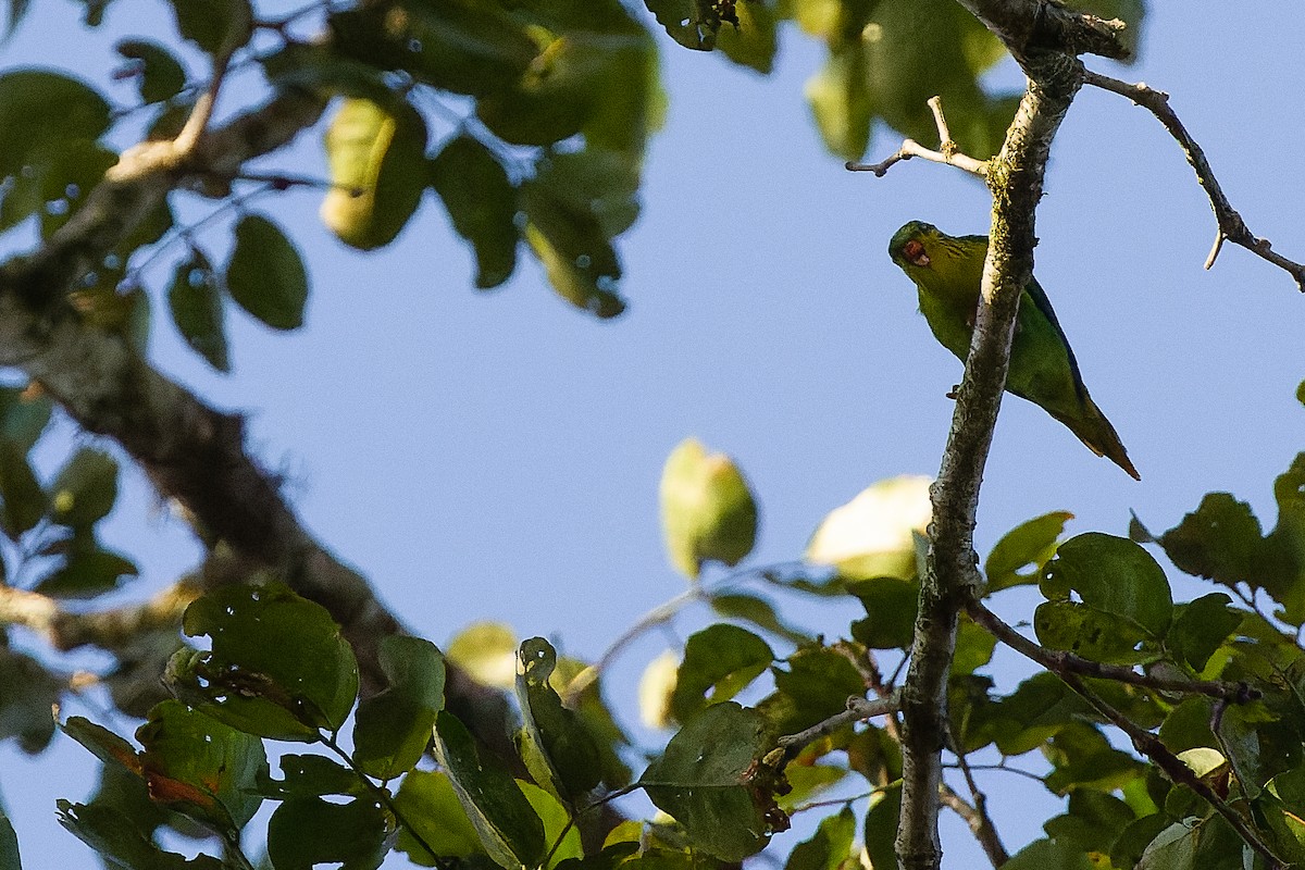 Red-flanked Lorikeet - ML616619053