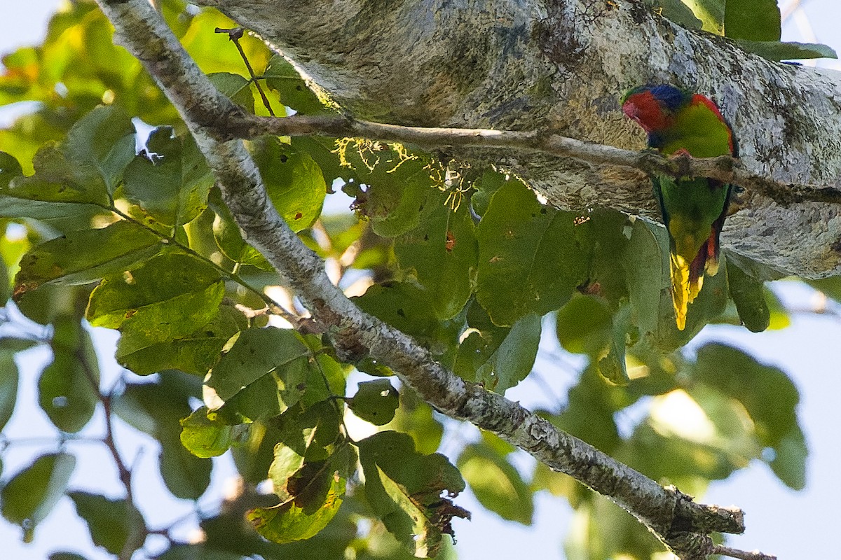 Red-flanked Lorikeet - ML616619055