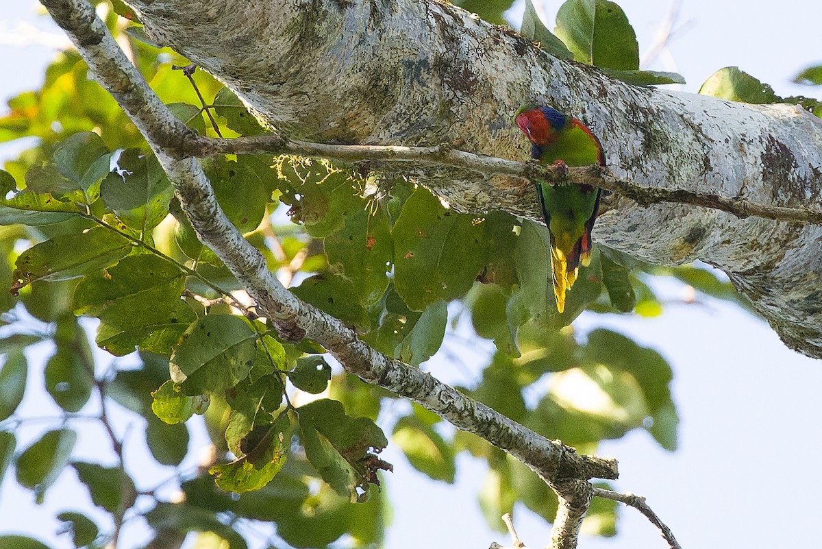 Red-flanked Lorikeet - ML616619056