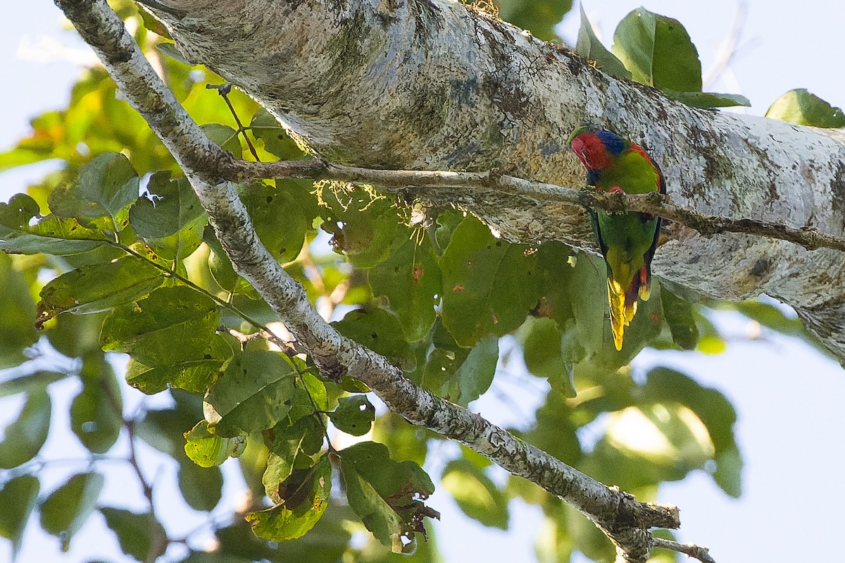 Red-flanked Lorikeet - ML616619059