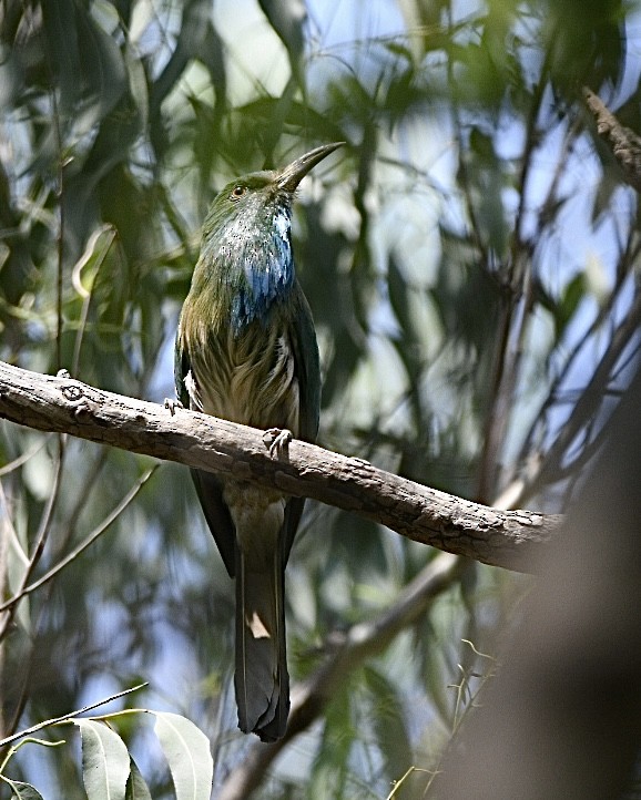 Blue-bearded Bee-eater - ML616619067