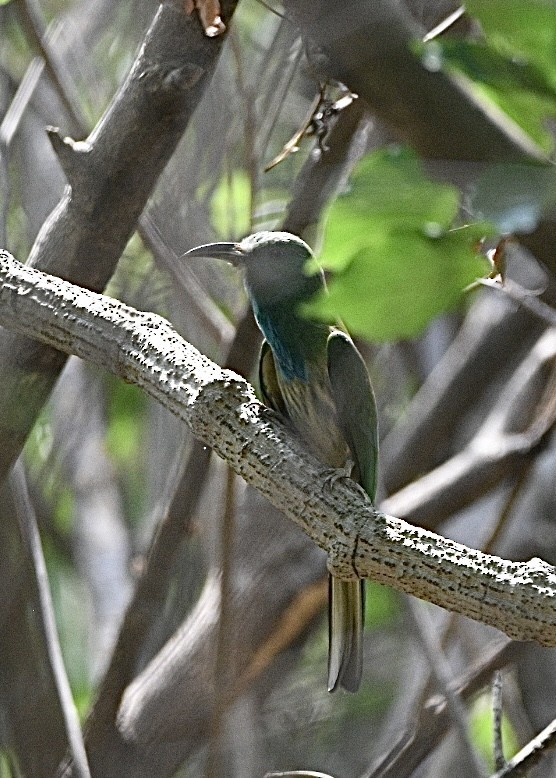 Blue-bearded Bee-eater - ML616619068