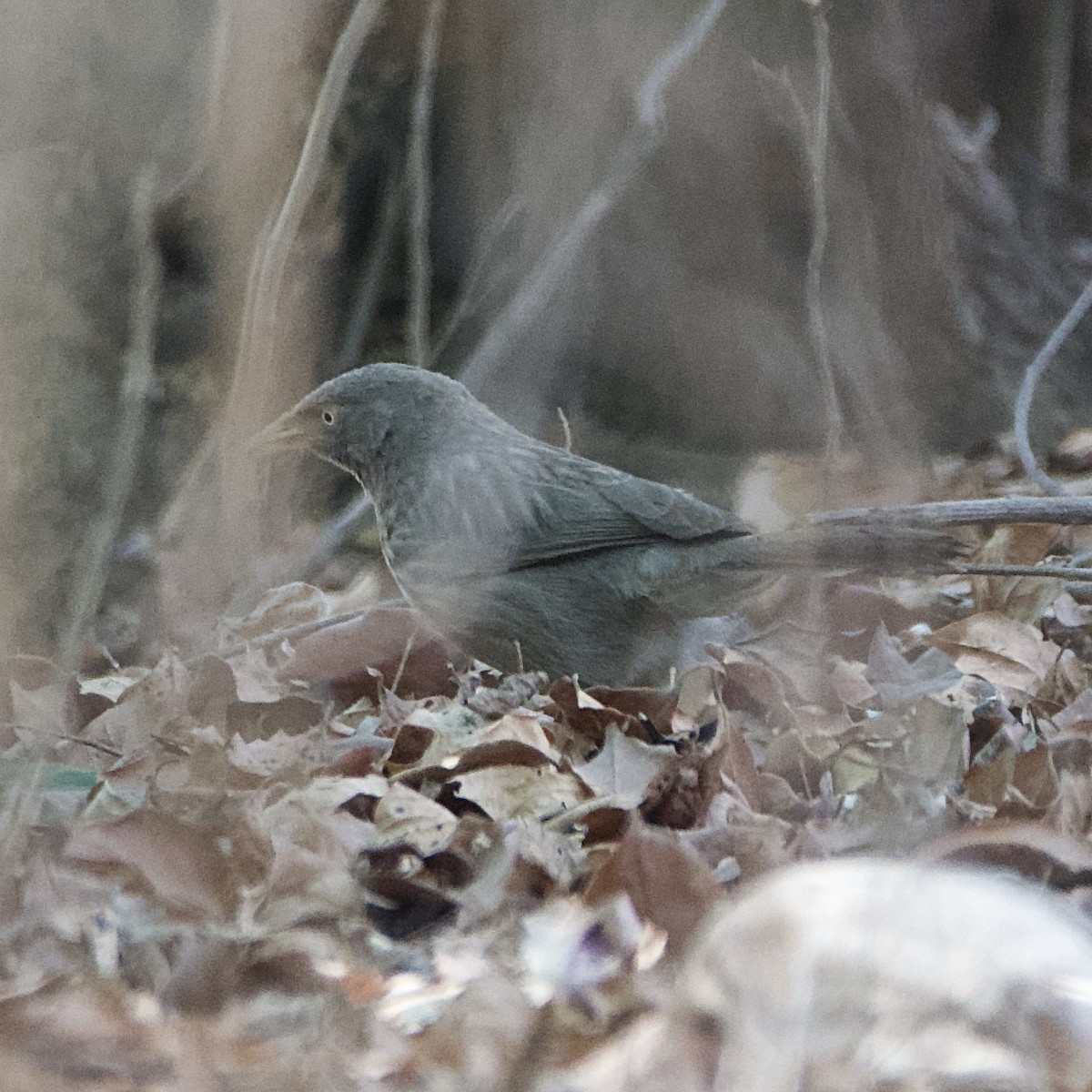 Jungle Babbler - ML616619072