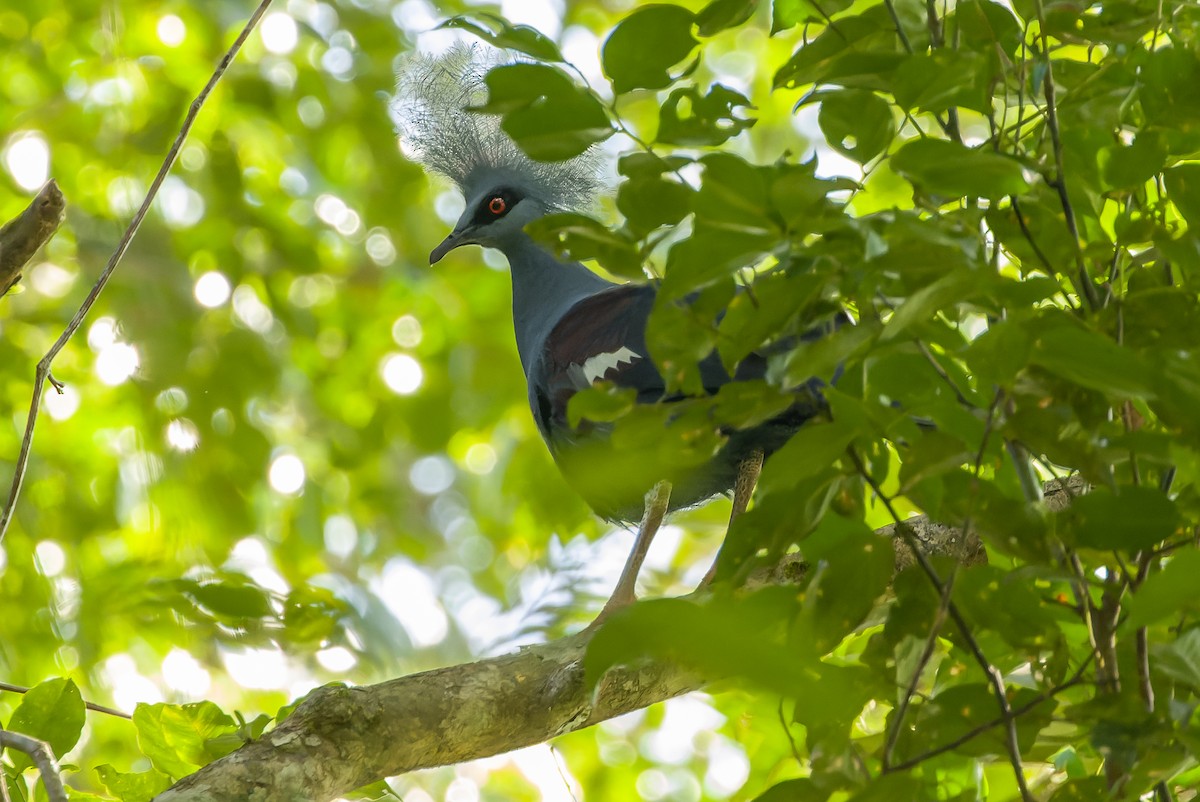 Western Crowned-Pigeon - ML616619082