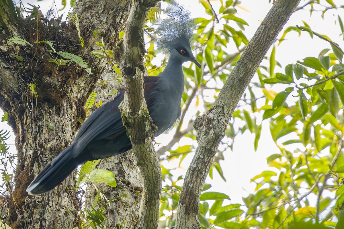 Western Crowned-Pigeon - ML616619083