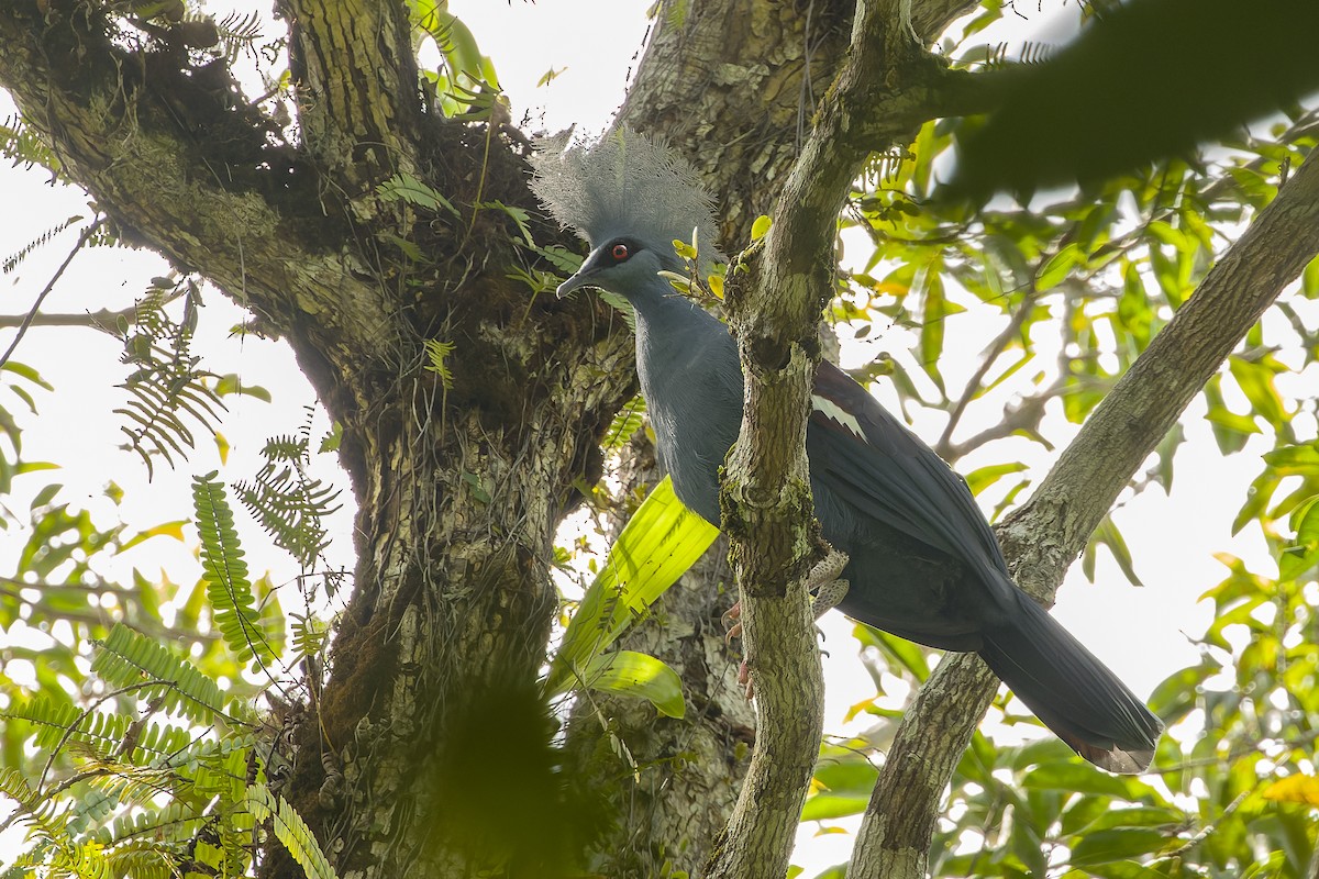 Western Crowned-Pigeon - ML616619084