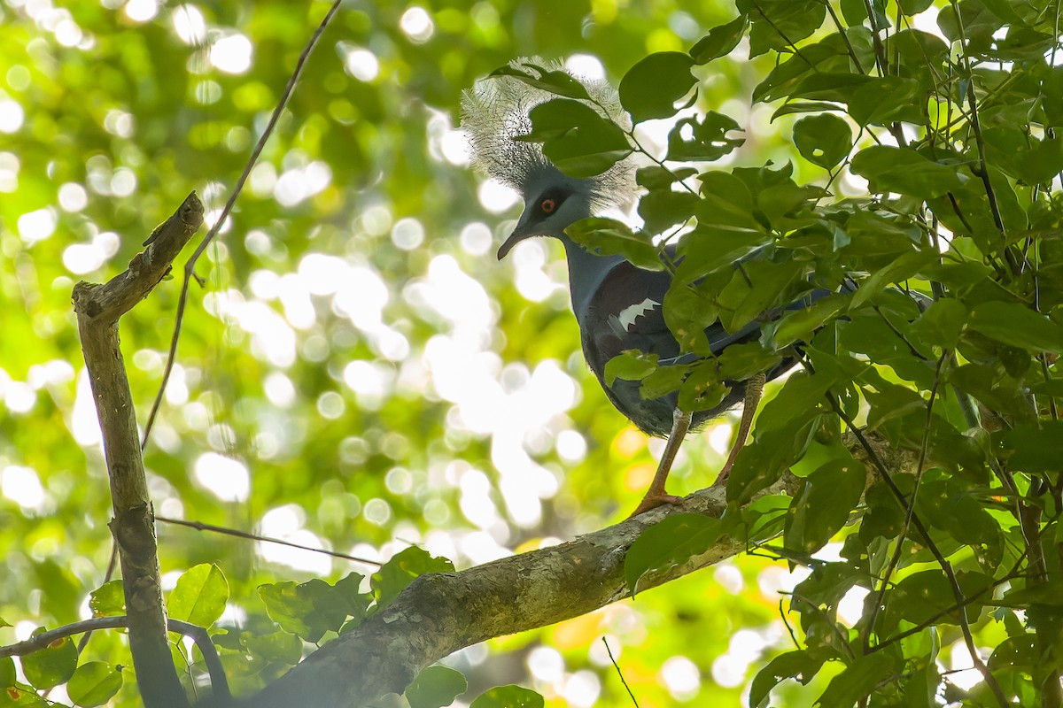 Western Crowned-Pigeon - ML616619085