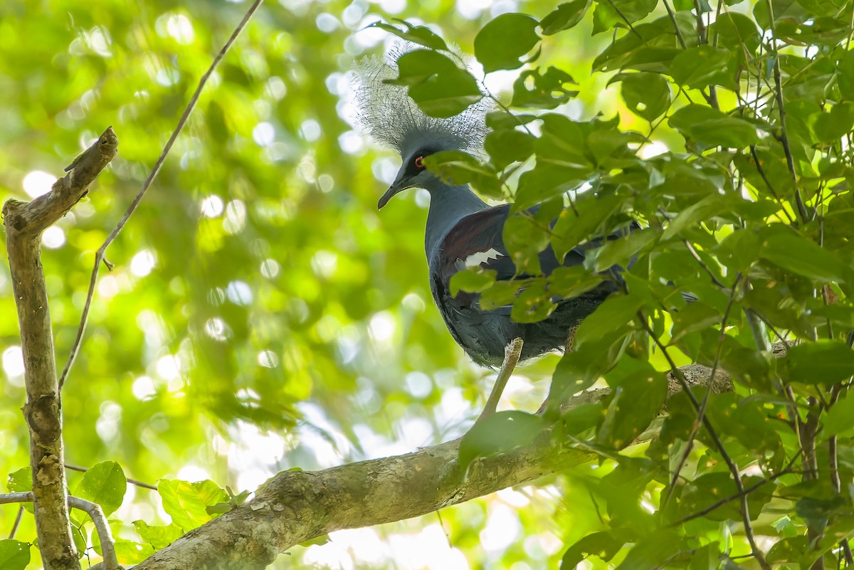 Western Crowned-Pigeon - Joachim Bertrands