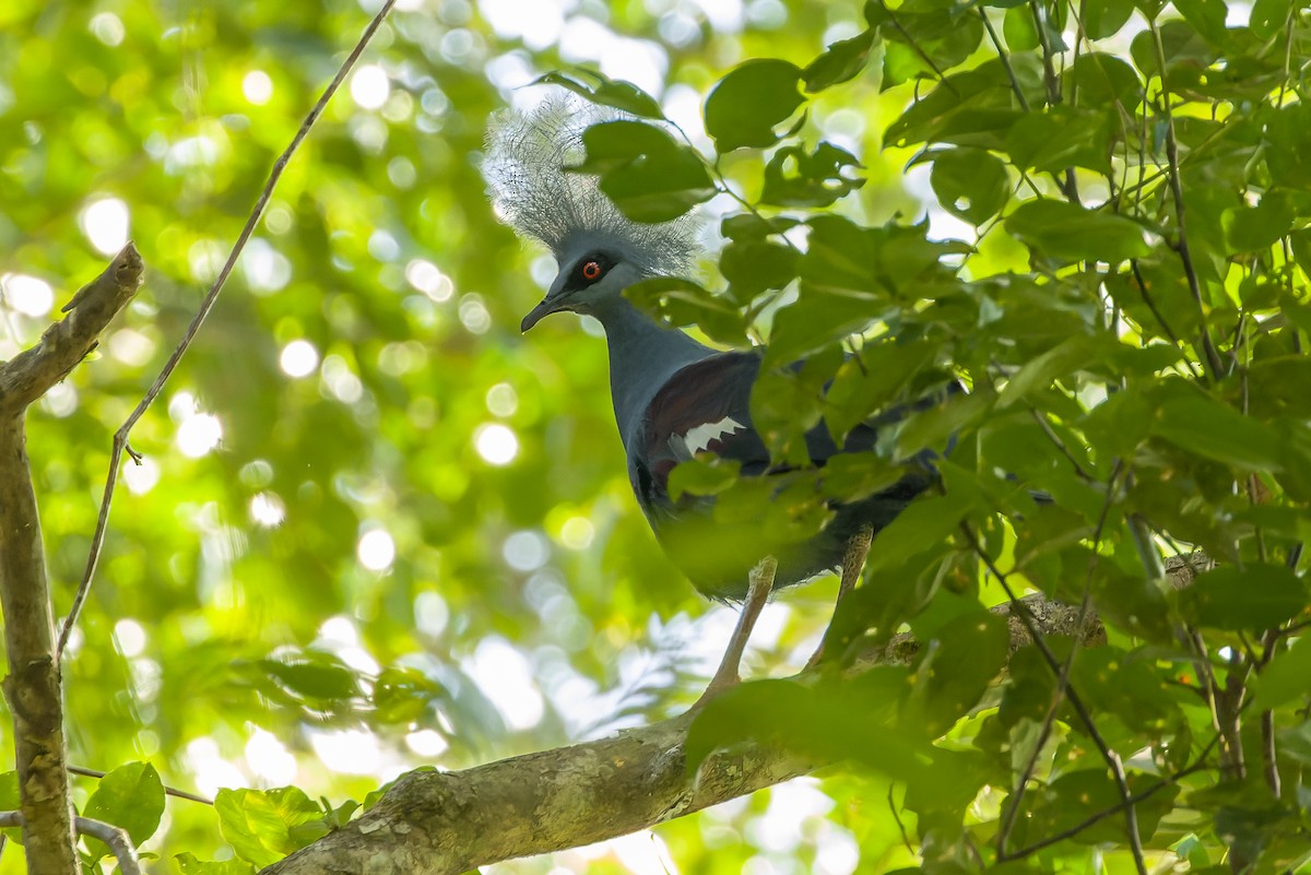 Western Crowned-Pigeon - ML616619088