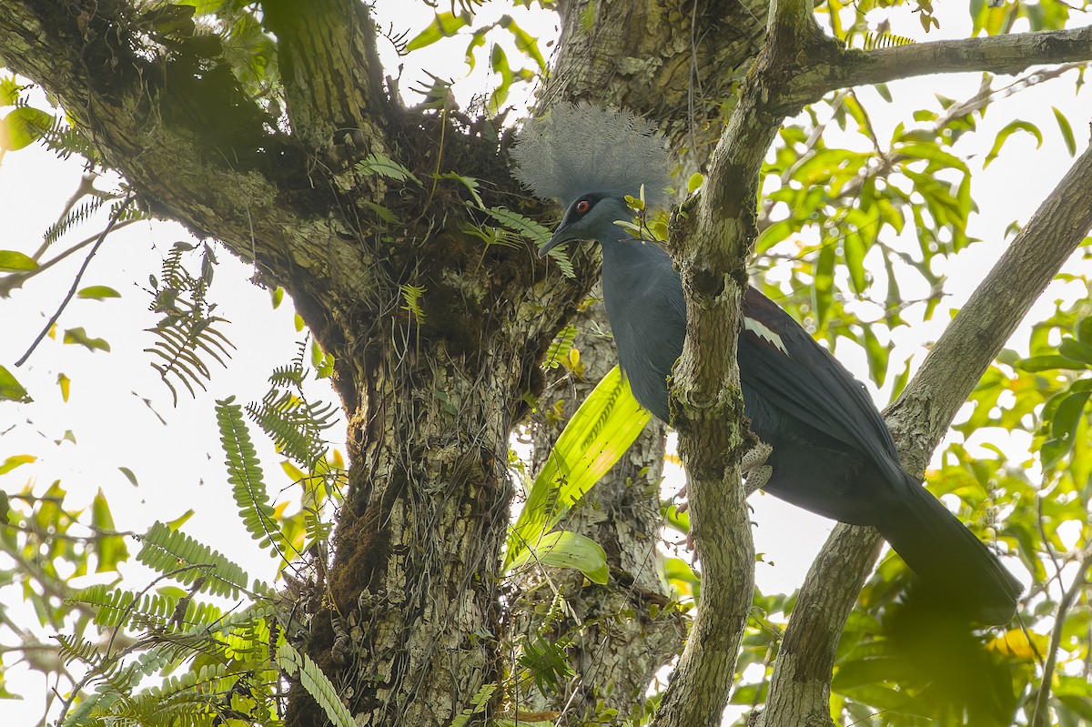 Western Crowned-Pigeon - ML616619089