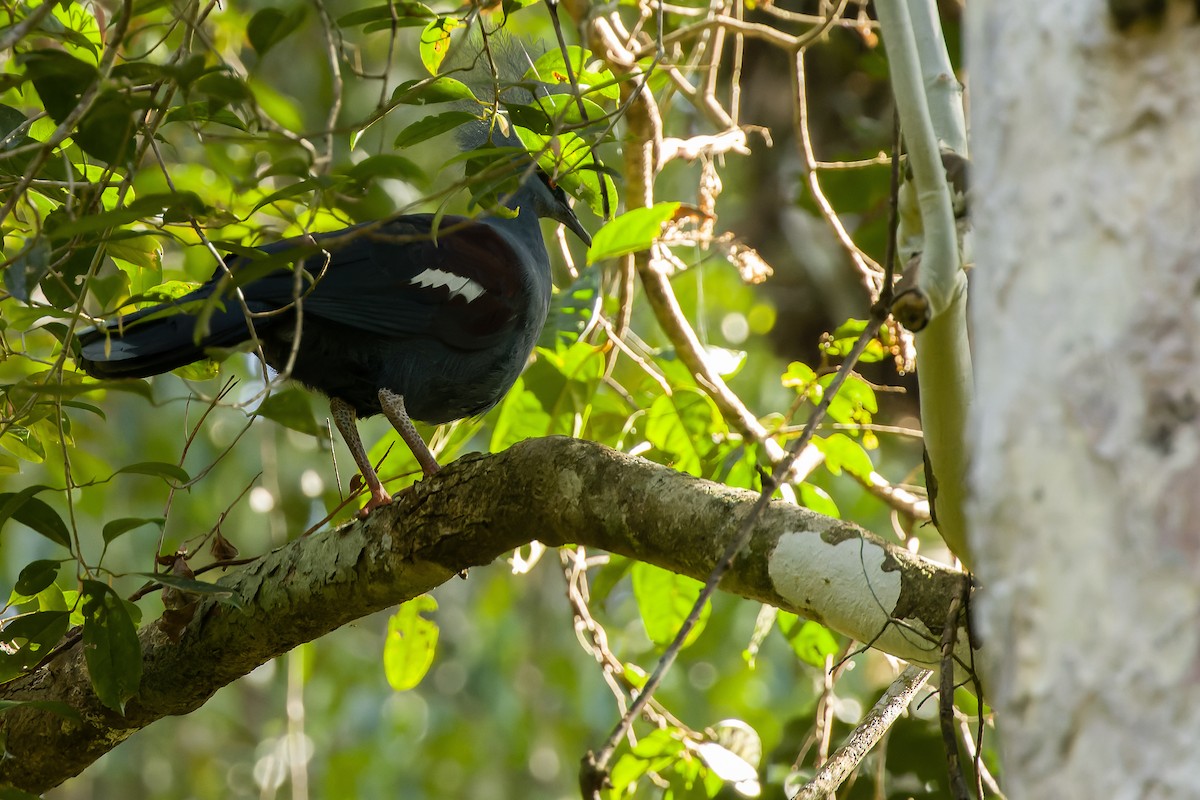 Western Crowned-Pigeon - ML616619090