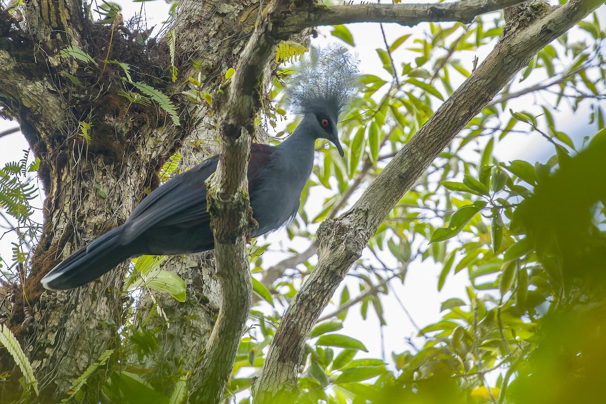 Western Crowned-Pigeon - ML616619091