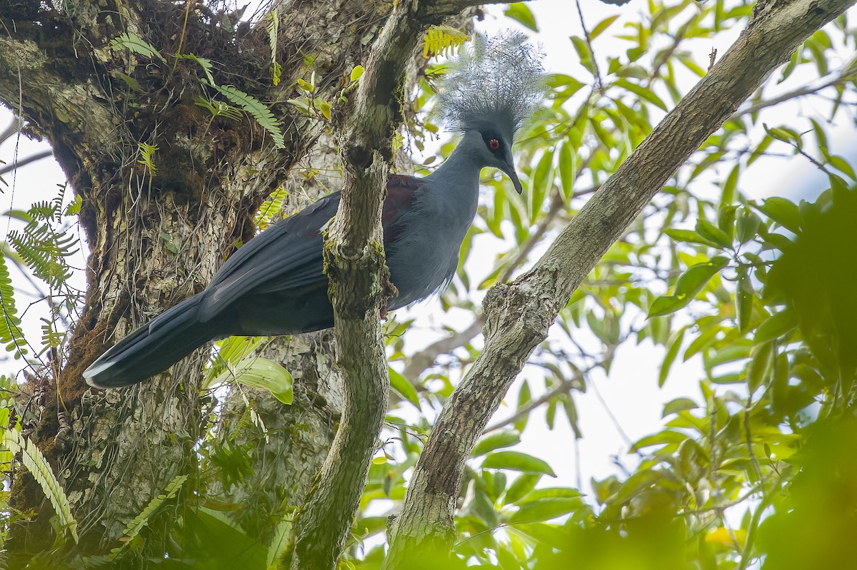 Western Crowned-Pigeon - ML616619092