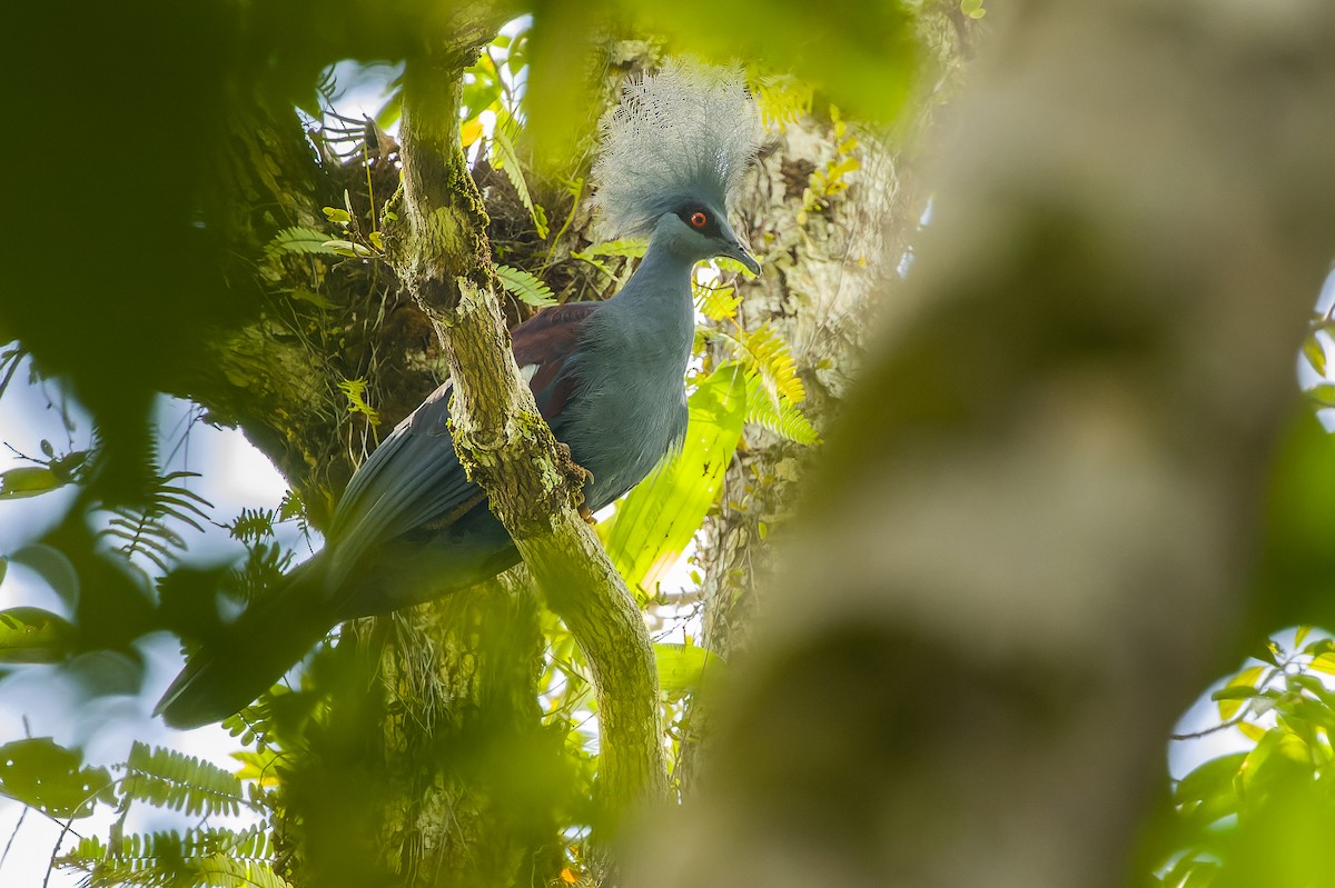 Western Crowned-Pigeon - ML616619093