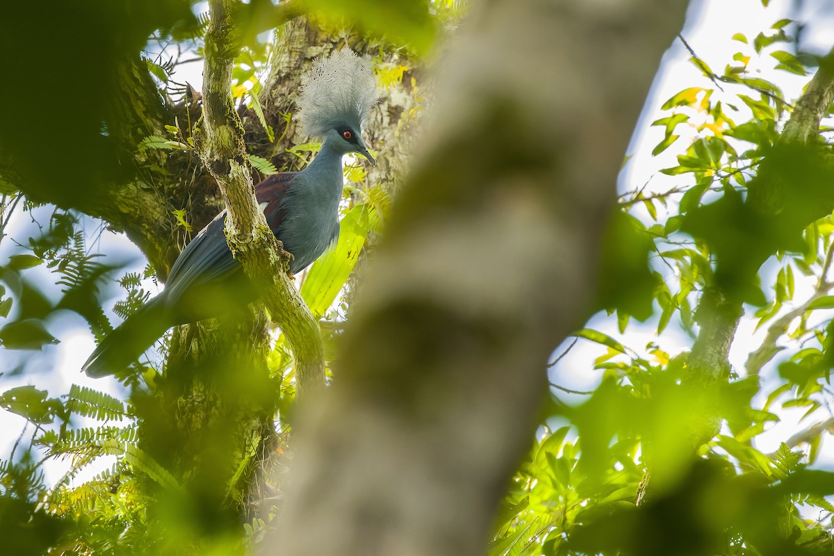 Western Crowned-Pigeon - ML616619094