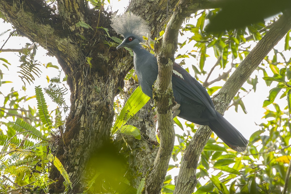 Western Crowned-Pigeon - ML616619095