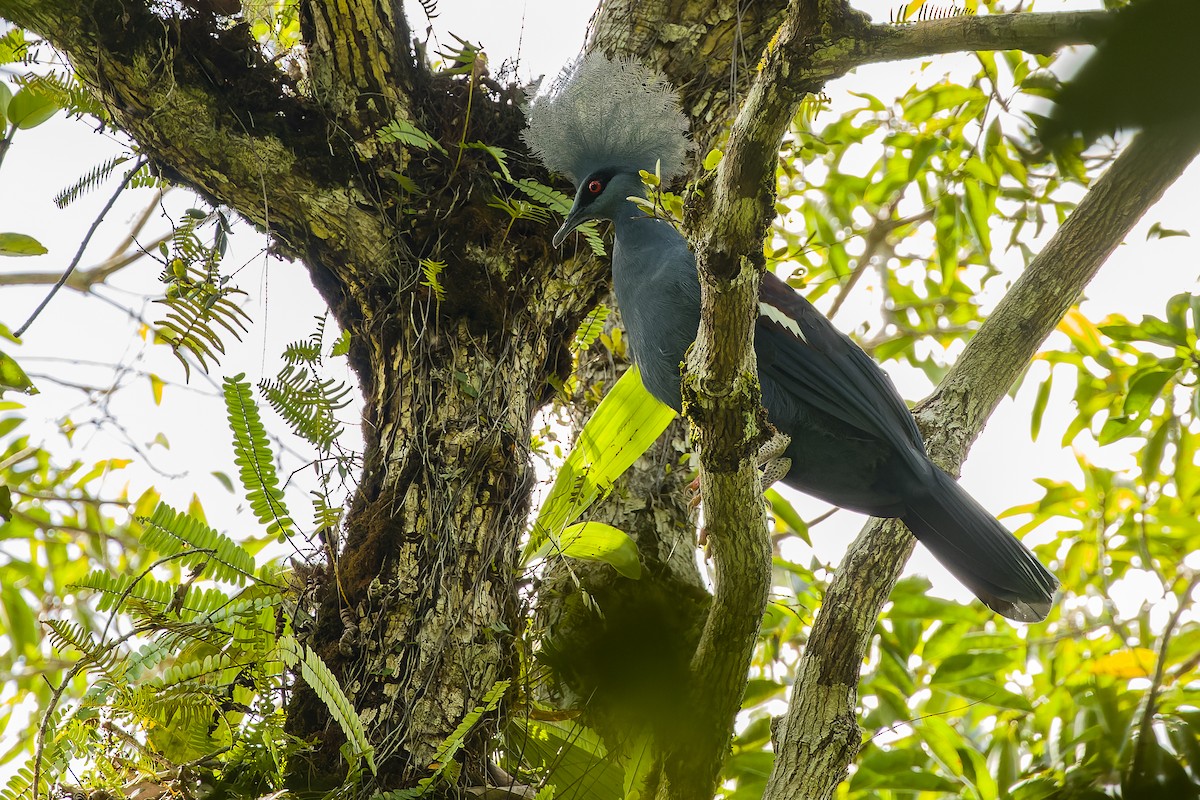 Western Crowned-Pigeon - ML616619096