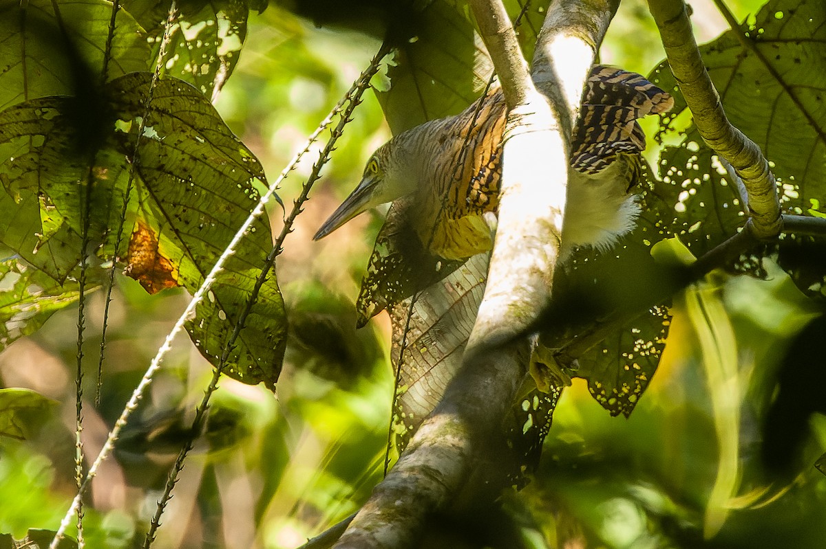 Forest Bittern - ML616619105