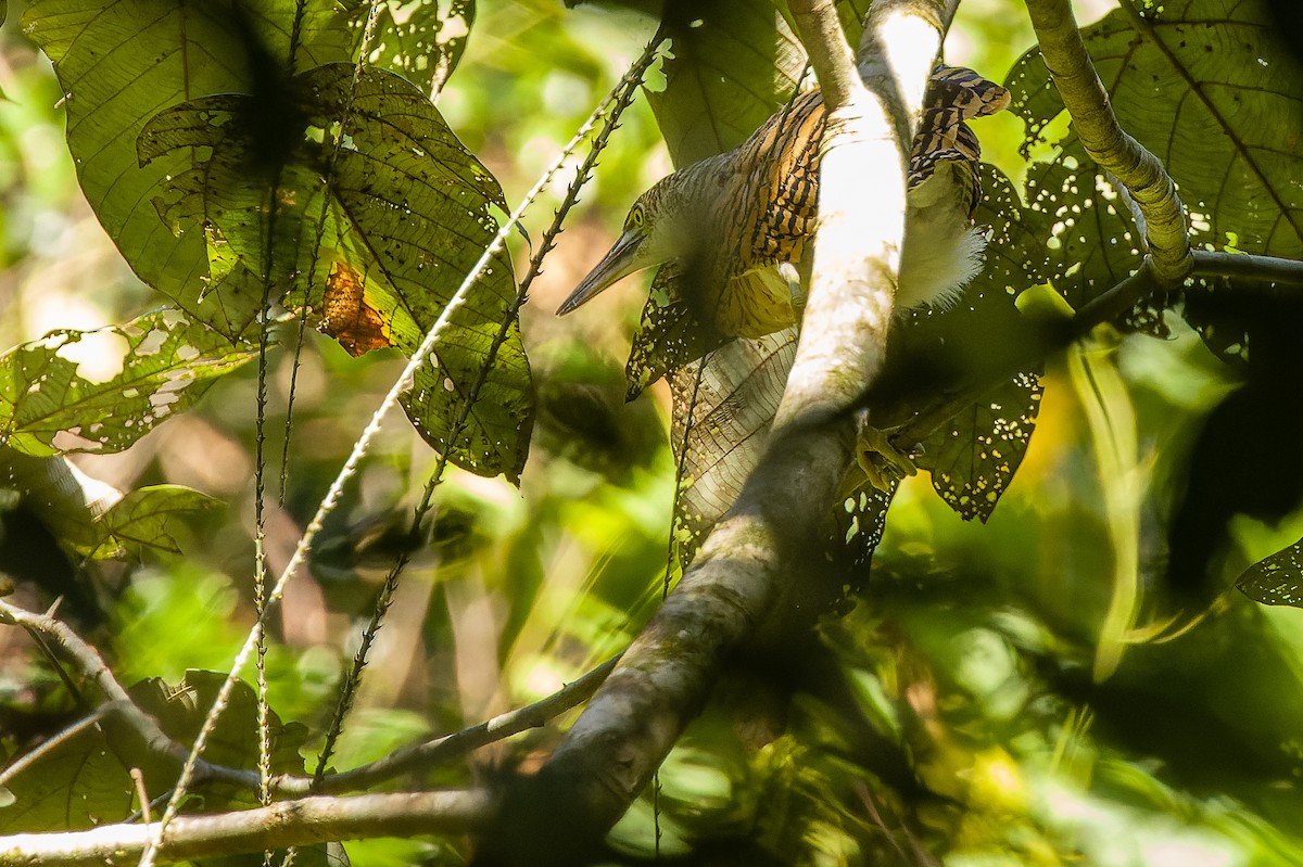 Forest Bittern - ML616619106